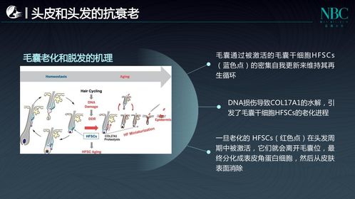 头皮的衰老信号收到了吗 诺斯贝尔这份头皮抗衰产品开发攻略请收好